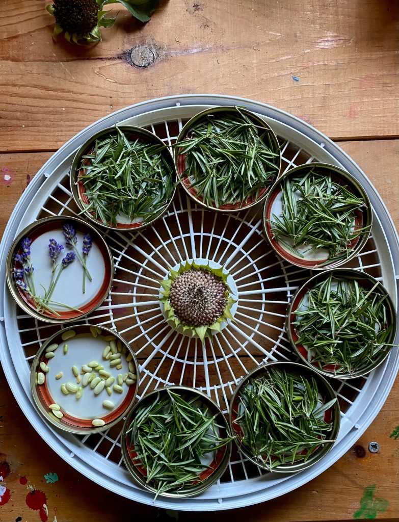 ein paar Pflanzen, die in einigen Töpfen sind